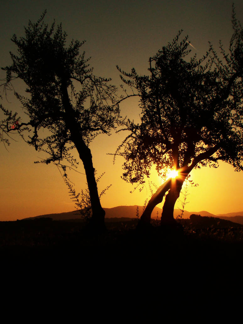 Under the Tuscan Sun