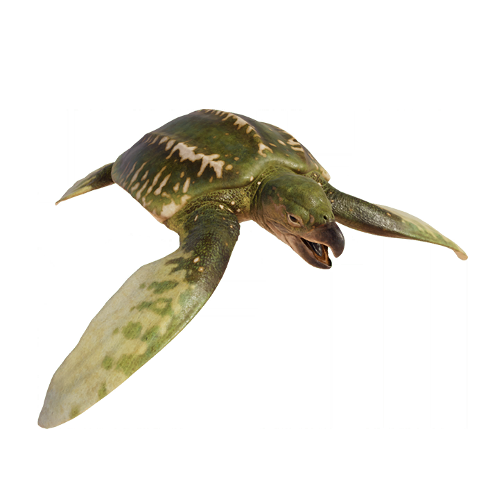 Archelon from Jurassic World Evolution 2 by DanielUnicomb on DeviantArt