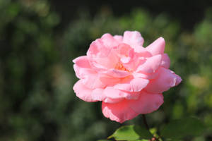 Bouquet of two pink roses with blurred background