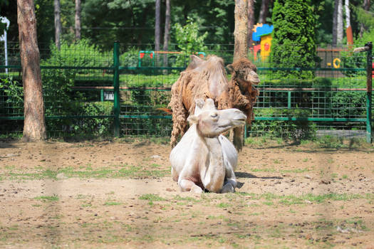 Two camels at the zoo