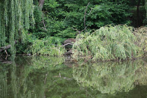 A summer day at Bucov Park, a beautiful park