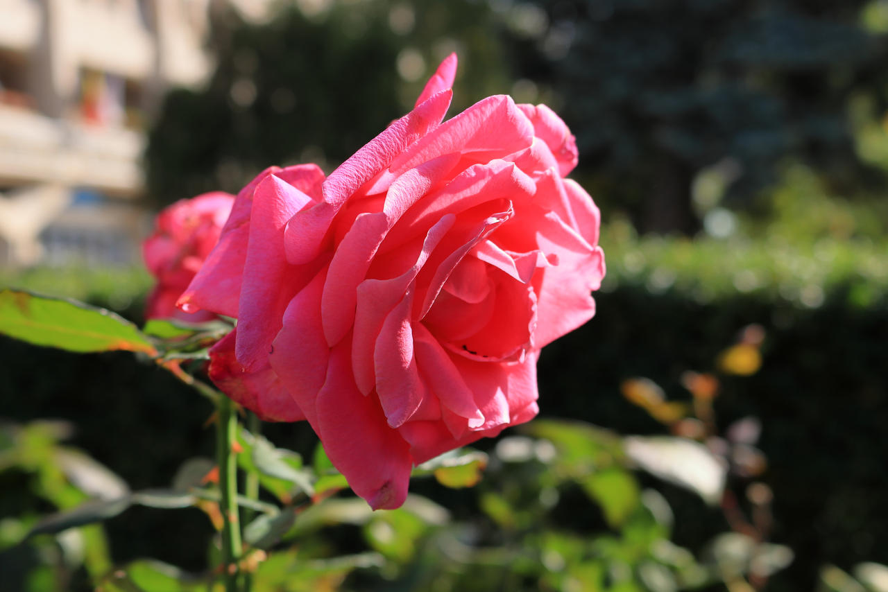 Pink rose flower blurred green background in city by gabimedia on ...