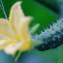 Baby cucumbers in the garden