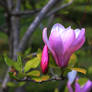 Magnolia flower blooming in the tree