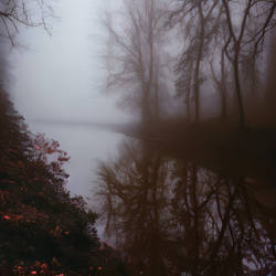 Shadows in the forest