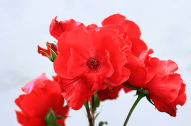 Bouquet of red roses