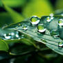 Beautiful large drops of transparent rainwater