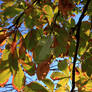 chestnut leaves on the tree, autumn. nature...