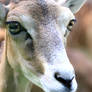 Close-up beautiful deer isolated, blur background