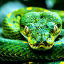 Green Python