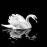 A majestic white swan gliding gracefully on dark
