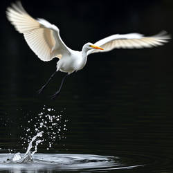 white egret