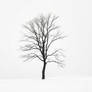 tree standing alone