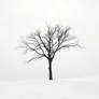 vast snowy landscape