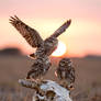 Three small little owls
