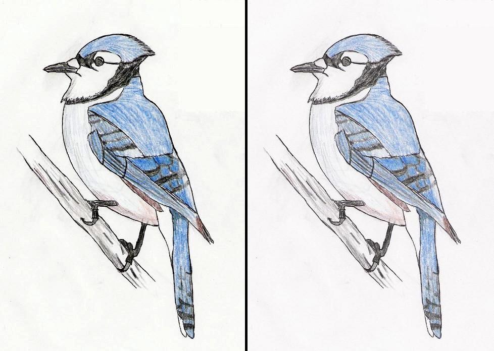 Blue Jay Drawing Again By Nitetrain232 On Deviantart