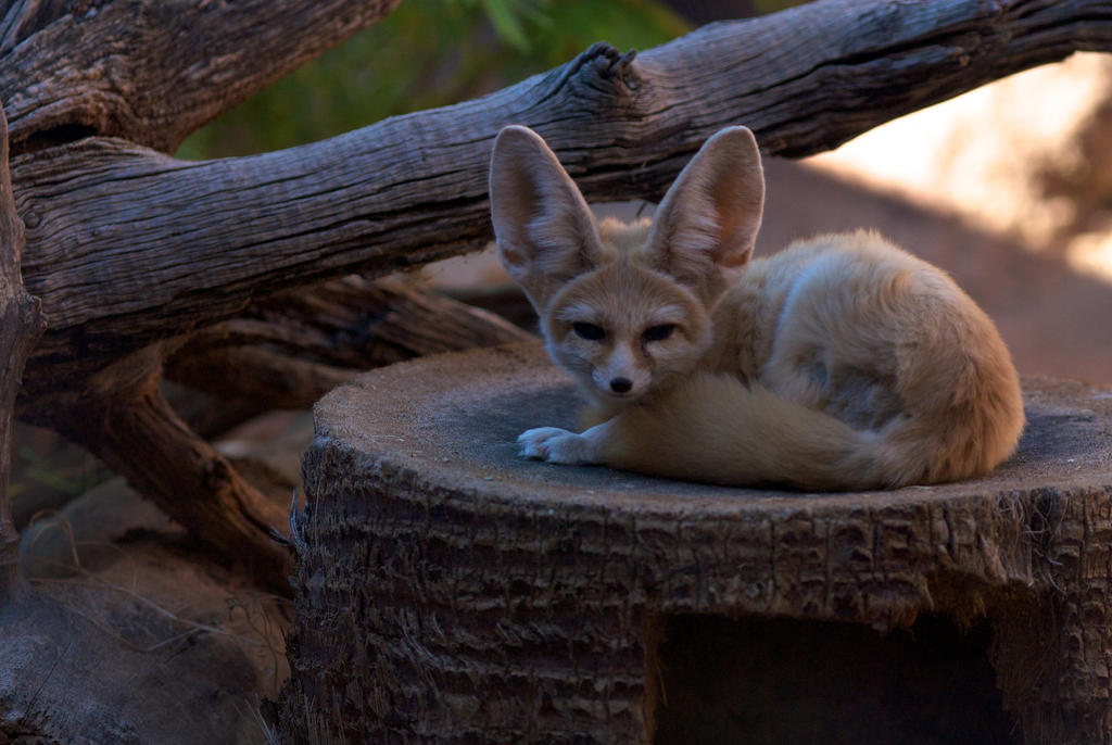 Kit Fox by robazrn1 on DeviantArt