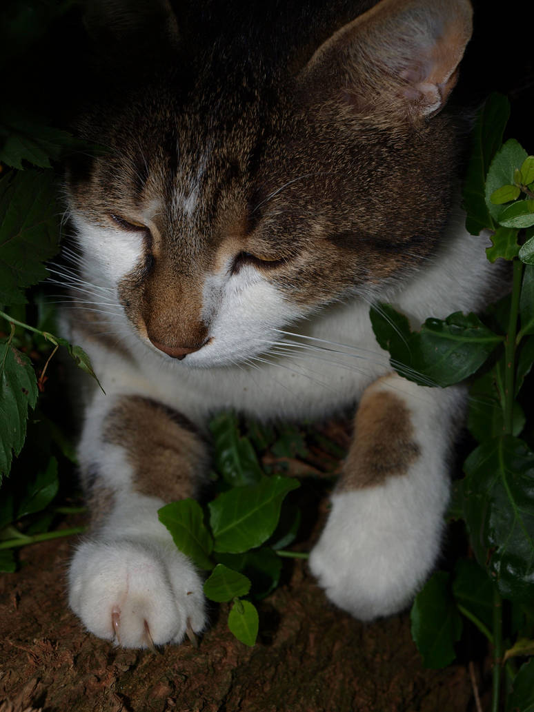 Caaat caaat by LubKitty on DeviantArt