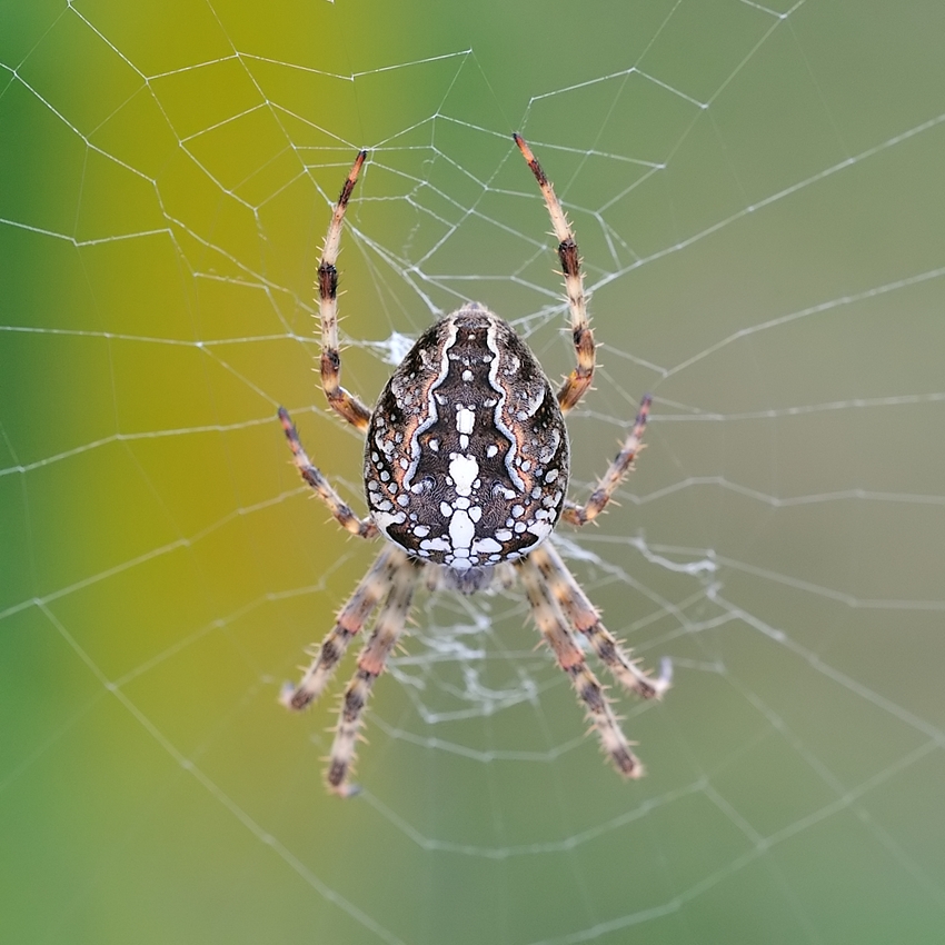 Araneus diadematus