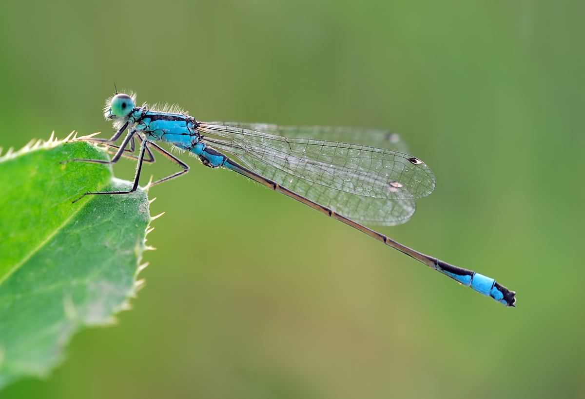 Damselfly