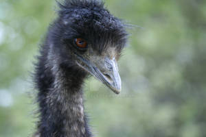 Emu 2