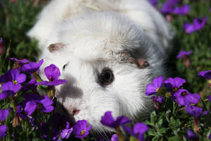 blanket of purple