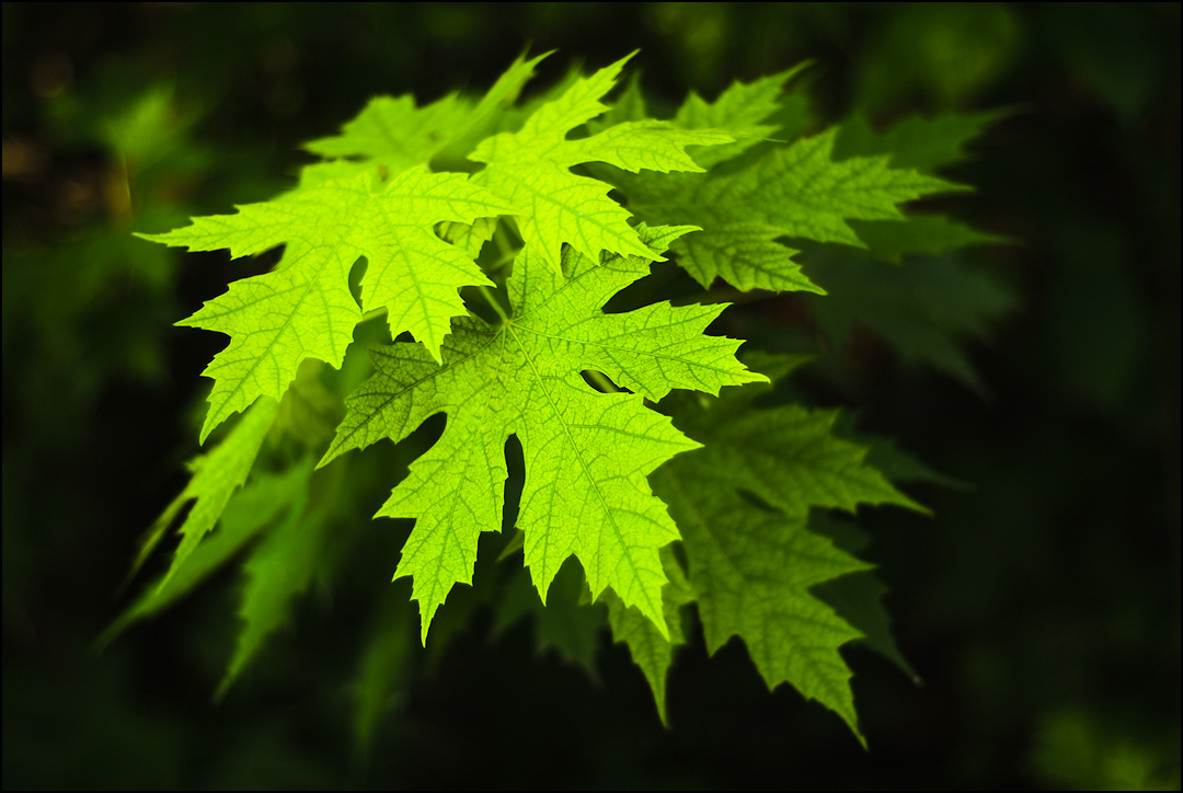 radiant leaves