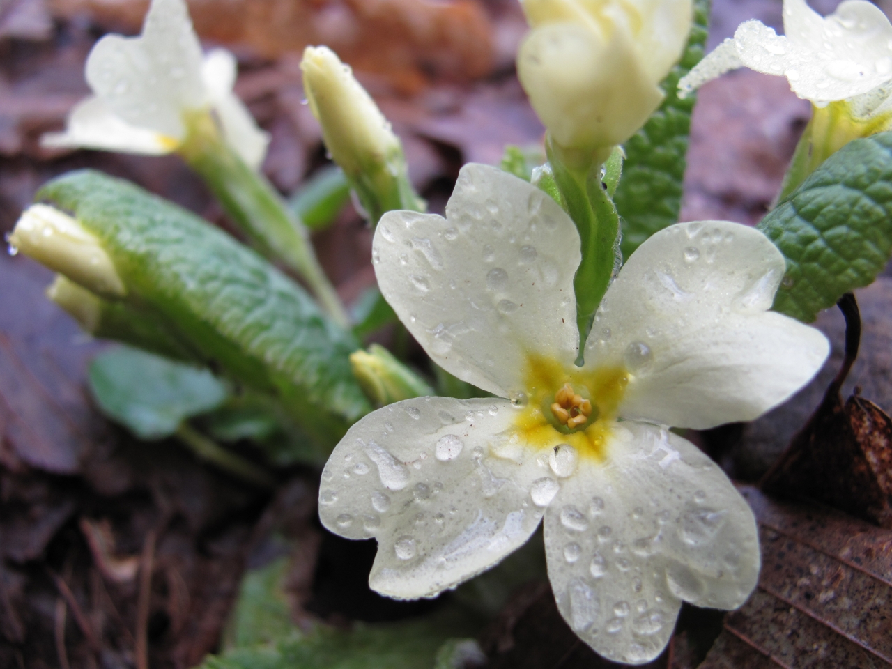 First spring flower