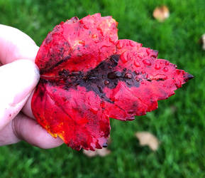 The Reddest Leaf Ive Ever Seen. 