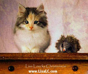 Kitten-Toy Hedgehog