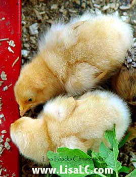 Chicks