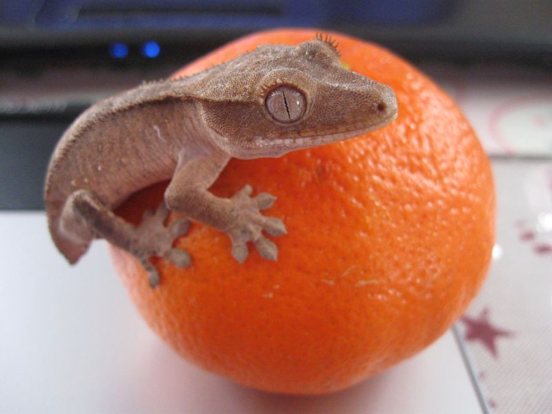 baby on a mandarine