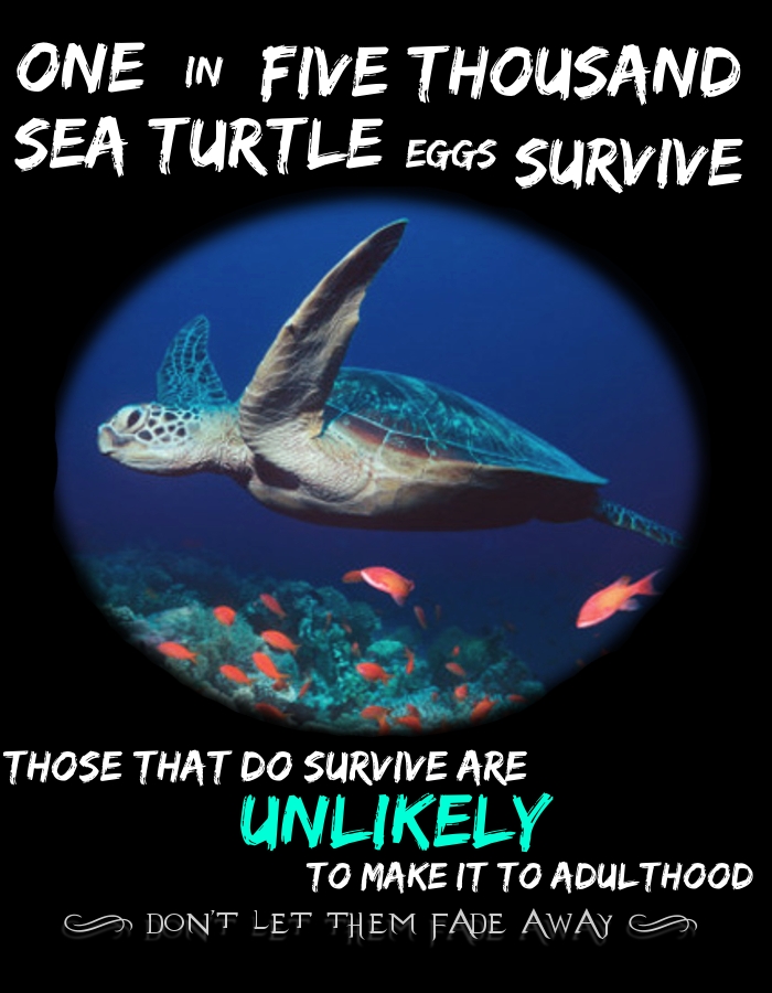 -Sea Turtle-