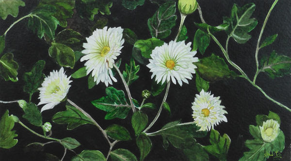 White Chrysanthemums by aakritiarts