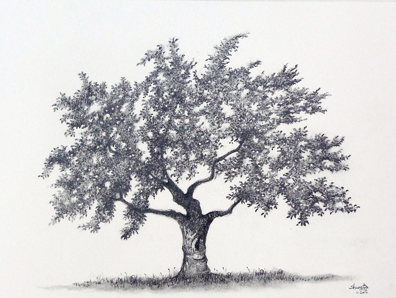 Apple Tree Graphite Drawing by aakritiarts on DeviantArt