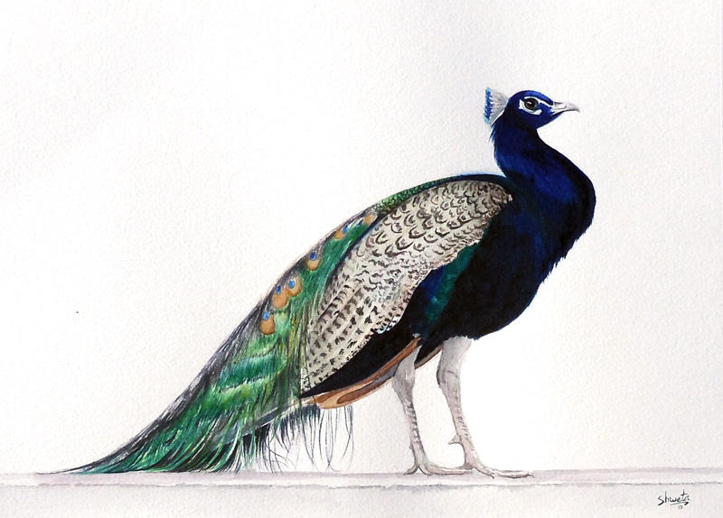 Indian blue peafowl by aakritiarts