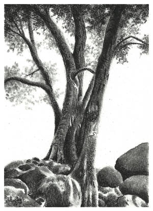 Eucalyptus tree by aakritiarts Eucalyptus tree by aakritiarts