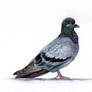 Rock Pigeon