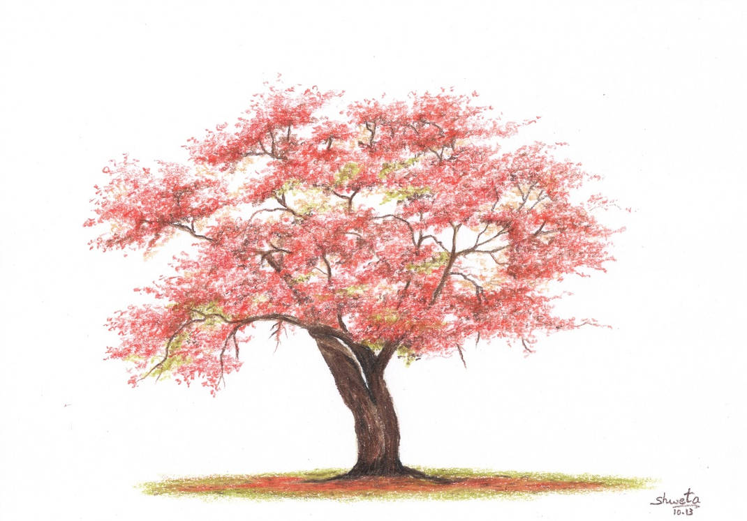 Tree Drawing With Color Colored Pencil Drawing of a tree by aakritiarts on DeviantArt