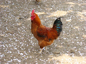 Boaster rooster