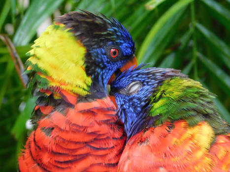 Lorikeet Pair