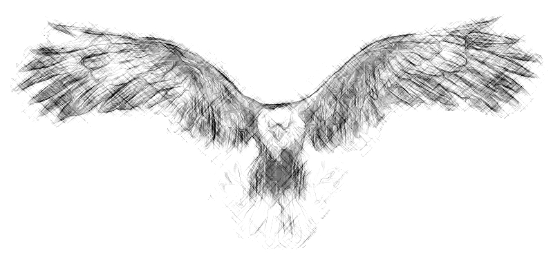 Eagle Sketch