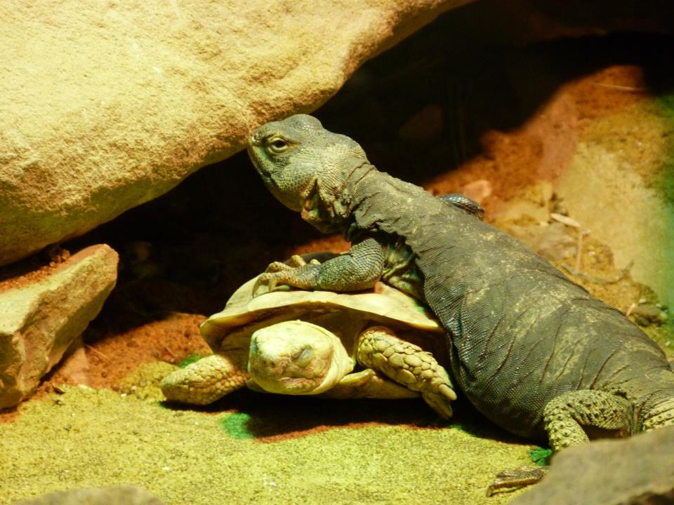 Lizard and turtle by KWinterburn on DeviantArt