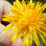 Holding Dandelion