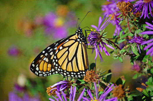 Large Monarch