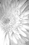 Pale flower by dark4Maxine