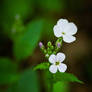 White Flower