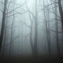 Gothic dense woodland shrouded in thick drizzly fo