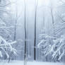 Dense Woodland Caught In A Heavy Snow Drift With T