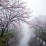 Cherry blossom trees beside a river on a misty fog